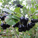 Aronia prunifolia Aron