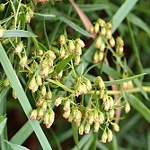 Artemisia dracunculus French Dragon