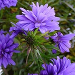 Aster novi-belgii Henry Blue