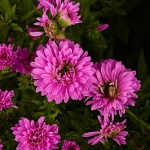 Aster novi-belgii Henry Pink