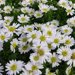 Aster dumosus Schneekissen