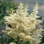 Astilbe japonica Ellie