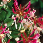 Lonicera periclymenum Belgica