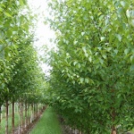 Betula albosinensis Fascination  (syn. Betula utilis Fascination)