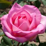 Rosa hybr. (CH)  Beverly