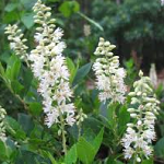 Clethra alnifolia Hummingbird