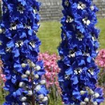 Delphinium x cultorum Pacific Giant Blue Bird