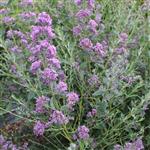 Buddleia alternifolia Unique