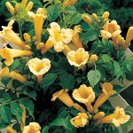 Campsis radicans Flava (syn. Yellow Trumpet)