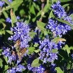 Caryopteris x clandonensis Kew Blue