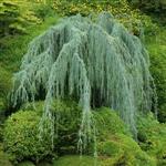 Cedrus libani Glauca Pendula