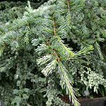 Cedrus libani Glauca