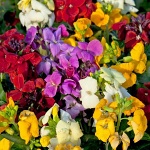 Cheiranthus cheiri Sugar Rush Mix