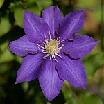 Clematis hybrida The President