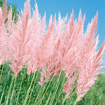 Cortaderia selloana Rose Plume