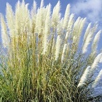 Cortaderia selloana White Plume