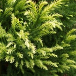 Cryptomeria japonica Sekkan