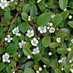 Cotoneaster dammerii