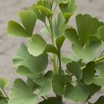 Ginkgo biloba David