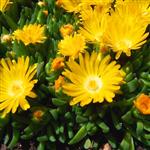 Delosperma Golden Nugget