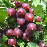 Grossularia uva-crispa Niesluchowski