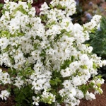 Exochorda racemosa Niagara PBR