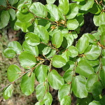 Fagus sylvatica Cocklehell