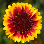 Gailardia aristata Barbican Yellow Red Ring