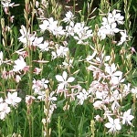 Gaura lindheimeri Elurra