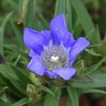 Gentiana scabra Berg Blaw