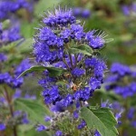 Caryopteris x clandonensis Grand Bleu