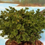 Cryptomeria japonica Green Pearl