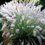 Pennisetum alopecuroides Hameln