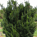 Taxus media Hicksii