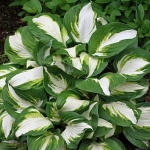 Hosta Enterprise