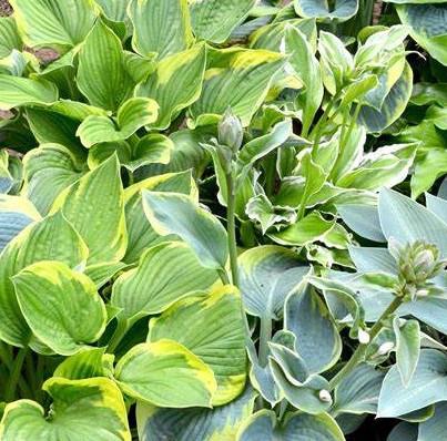Hosta mix odrůd