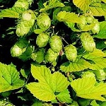 Humulus lupulus Aureus