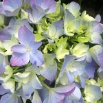 Hydrangea macrophylla Lavbla