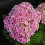 Hydrangea macrophylla Perfection