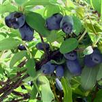 Lonicera kamtschatica Indigo Gem