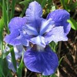 Iris sibirica Ego