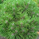 Pinus uncinata Jitka