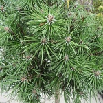 Pinus uncinata Kačenka WB