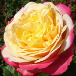 Rosa hybr. (CH)  Kordes Jubilee