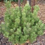 Pinus mugo Krauskopf