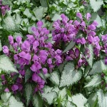 Lamium maculeatum Red Nancy