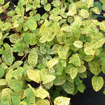 Lonicera japonica Aureoreticulata