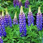 Lupinus hybridus The Governor