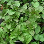 Mentha piperita Citrata Orange