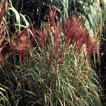 Miscanthus sinensis David